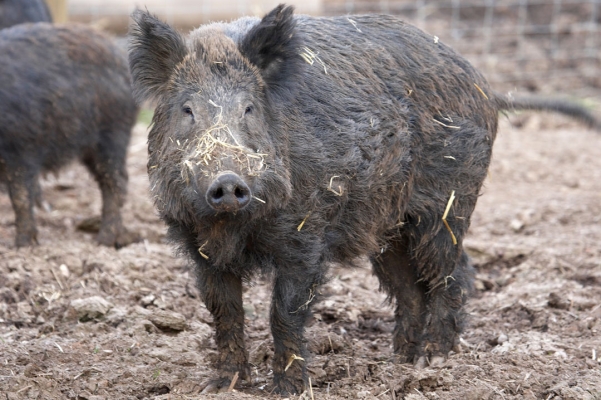 Wild Boar at Lucies Farm
Keywords: Animal Animals Boar Boars Hog Hogs Land Mammal Land Mammals Pig Pigs Swine Terrestrial Mammal Terrestrial Mammals