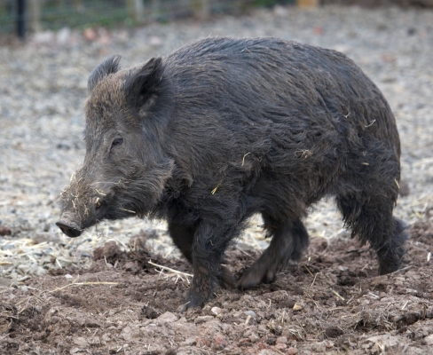 Wild Boar at Lucies Farm
Anahtar kelimeler: Animal Animals Boar Boars Hog Hogs Land Mammal Land Mammals Pig Pigs Swine Terrestrial Mammal Terrestrial Mammals