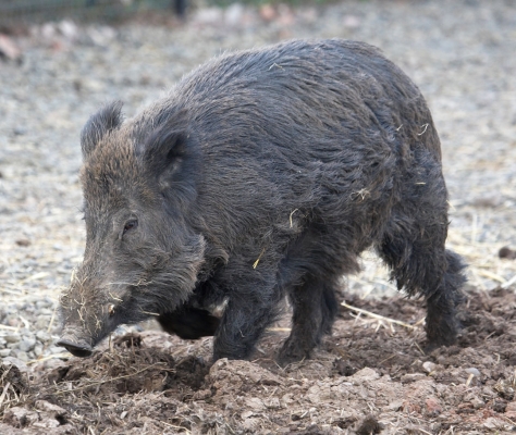 Wild Boar at Lucies Farm
Palabras clave: Animal Animals Boar Boars Hog Hogs Land Mammal Land Mammals Pig Pigs Swine Terrestrial Mammal Terrestrial Mammals