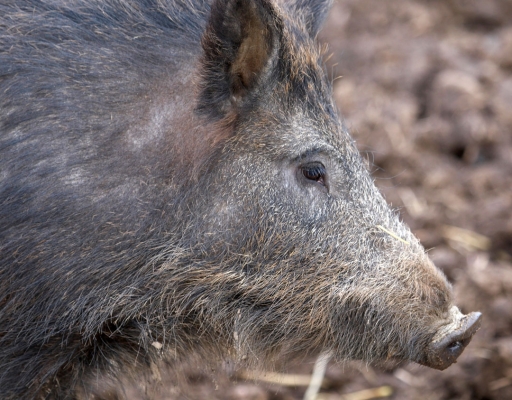 Wild Boar at Lucies Farm
Keywords: Animal Animals Boar Boars Hog Hogs Land Mammal Land Mammals Pig Pigs Swine Terrestrial Mammal Terrestrial Mammals
