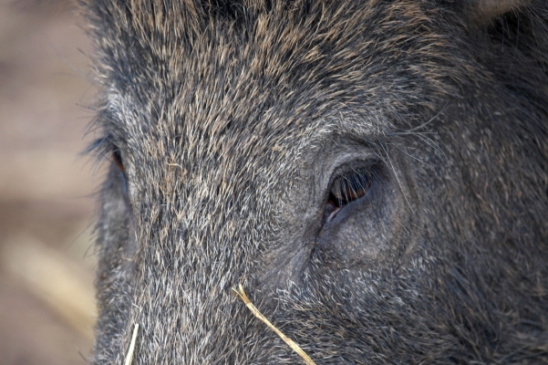Wild Boar's Eyes
Keeping an eye on me.  Did I bring food?
Anahtar kelimeler: Animal Animals Boar Boars Eyes Hog Hogs Land Mammal Land Mammals Pig Pigs Swine Terrestrial Mammal Terrestrial Mammals