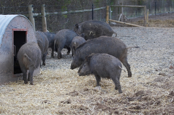Having A Meeting At One Of The Pig Arcs
Wild boar at Lucies Farm
Palabras clave: Animal Animals Boar Boars Hog Hogs Land Mammal Land Mammals Pig Pigs Swine Terrestrial Mammal Terrestrial Mammals