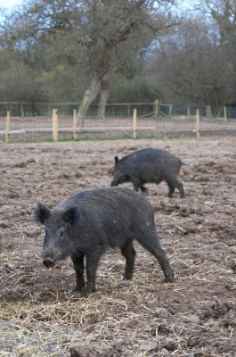 Wild Boar at Lucies Farm
Keywords: Animal Animals Boar Boars Hog Hogs Land Mammal Land Mammals Pig Pigs Swine Terrestrial Mammal Terrestrial Mammals