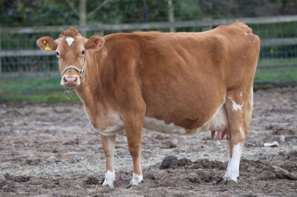 Belinda - Our House Cow
Belinda is a Guernsey cow.  She's milked, by hand, each day to provide milk for us and for the dog resort.  She's heavily pregnant --- due anytime soon --- so the milk has dried up as she puts all of her reserves into her calf.
Ключевые слова: Animal Animals Belinda Bovine Cow Cows Guernsey Land Mammal Land Mammals Milk Pregnant Terrestrial Mammal Terrestrial Mammals