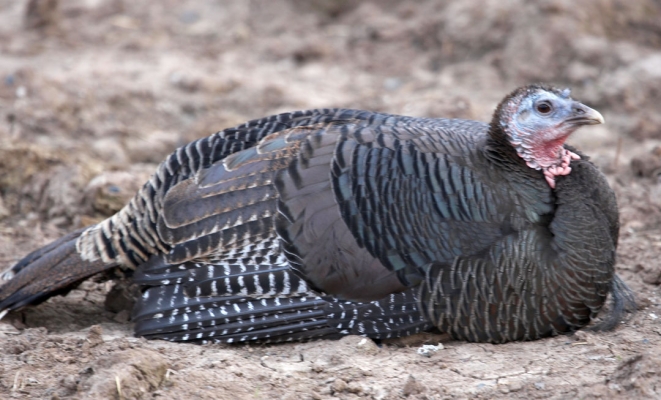 Our Lone Bronze Turkey
Schlüsselwörter: Bronze Turkey Farming Livestock Farming Poultry Farming Turkey Turkeys