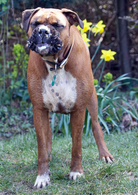Mmmmmmmmmmmmmmmmmm
Anahtar kelimeler: Animal Animals Boxer Boxers butter Canine Canines Dog Dogs Land Mammal Land Mammals Nog Peanut Play Playing Playtime Terrestrial Mammal Terrestrial Mammals