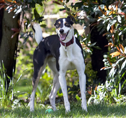 Yeah, I only RUN after the ball
Schlüsselwörter: Animal Animals Canine Canines Dog Dogs Land Mammal Land Mammals Lurcher Murphy Play Playing Playtime Smile smiling Terrestrial Mammal Terrestrial Mammals