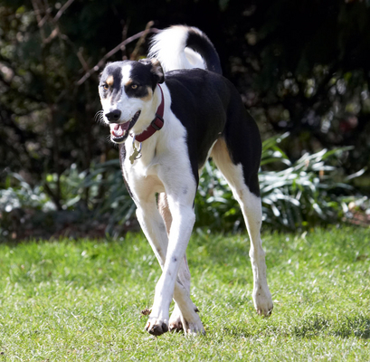 OK, I'll come
Keywords: Animal Animals Canine Canines Dog Dogs Land Mammal Land Mammals Lurcher Murphy Play Playing playtime Terrestrial Mammal Terrestrial Mammals