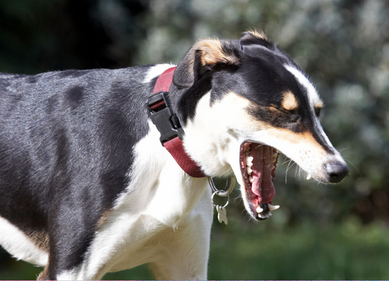 Honestly, I'm worn out
Keywords: Animal Animals Canine Canines Dog Dogs Land Mammal Land Mammals Lurcher Murphy Play Playing Playtime Terrestrial Mammal Terrestrial Mammals Yawn yawning
