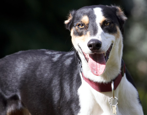 ....... action .............
Keywords: Animal Animals Canine Canines Dog Dogs Land Mammal Land Mammals Lurcher Murphy Play Playing Playtime Smile smiling Terrestrial Mammal Terrestrial Mammals Tongue