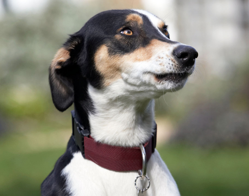 ........ guess I'm not gonna get any
Keywords: Animal Animals Canine Canines Dog Dogs Land Mammal Land Mammals Lurcher Murphy Play Playing playtime Terrestrial Mammal Terrestrial Mammals