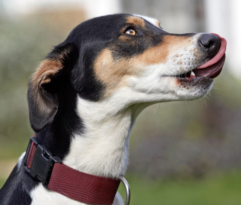That was yummy
Keywords: Animal Animals Canine Canines Dog Dogs Land Mammal Land Mammals Lurcher Murphy Play Playing Playtime Terrestrial Mammal Terrestrial Mammals tongue