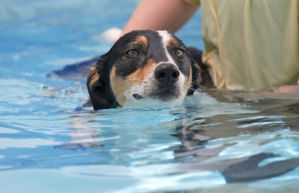 Yeah, I got signed up for an extracurricular...........
Keywords: Animal Animals Canine Canines Dog Dogs Land Mammal Land Mammals Lurcher Murphy Play Playing Playtime Pool Swimming Terrestrial Mammal Terrestrial Mammals water