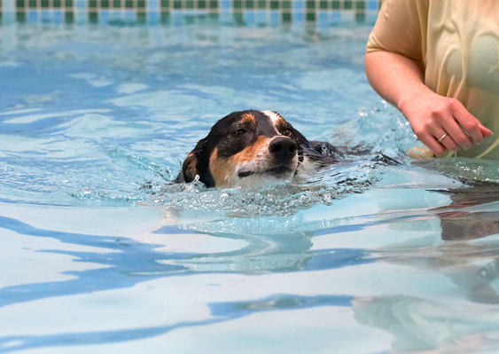 Stay close, OK!
Keywords: Animal Animals Canine Canines Dog Dogs Land Mammal Land Mammals Lurcher Murphy Play Playing Playtime pool Swimming Terrestrial Mammal Terrestrial Mammals