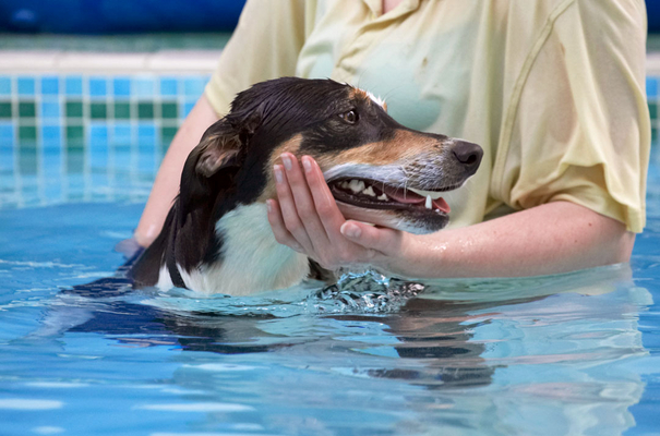 Didn't I do well
Keywords: Animal Animals Canine Canines Dog Dogs Land Mammal Land Mammals Lurcher Murphy Play Playing Playtime pool Swimming Terrestrial Mammal Terrestrial Mammals