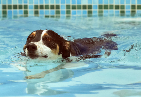 Hey, I CAN do this
Keywords: Animal Animals Canine Canines Dog Dogs Land Mammal Land Mammals Lurcher Murphy Play Playing Playtime pool Swimming Terrestrial Mammal Terrestrial Mammals
