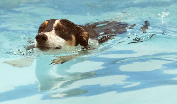 Jus' keep concentrating
Keywords: Animal Animals Canine Canines Dog Dogs Land Mammal Land Mammals Lurcher Murphy Play Playing Playtime pool Swim Swimming Terrestrial Mammal Terrestrial Mammals