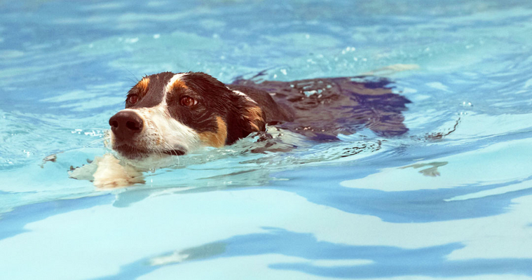 I'm getting good at this
Keywords: Animal Animals Canine Canines Dog Dogs Land Mammal Land Mammals Lurcher Murphy Play Playing Playtime pool Swim Swimming Terrestrial Mammal Terrestrial Mammals