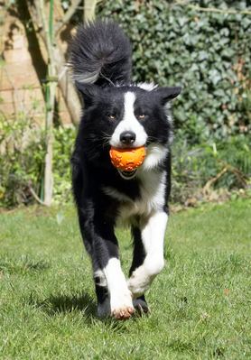 Here I come ..........
Keywords: Animal Animals ball Canine Canines Collie Collies Dog Dogs Land Mammal Land Mammals Play Playing Playtime Rex Terrestrial Mammal Terrestrial Mammals