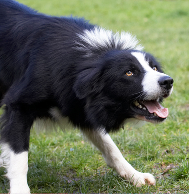 ......... for another throw
Ključne besede: Animal Animals ball Canine Canines Collie Collies Dog Dogs Land Mammal Land Mammals Play Playing Playtime Rex Terrestrial Mammal Terrestrial Mammals