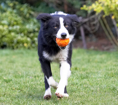 I'm in the zone
Palabras clave: Animal Animals ball Canine Canines Collie Collies Dog Dogs Land Mammal Land Mammals Play Playing Playtime Rex Terrestrial Mammal Terrestrial Mammals