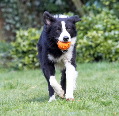 I see my target
Schlüsselwörter: Animal Animals ball Canine Canines Collie Collies Dog Dogs Land Mammal Land Mammals Play Playing Playtime Rex Terrestrial Mammal Terrestrial Mammals