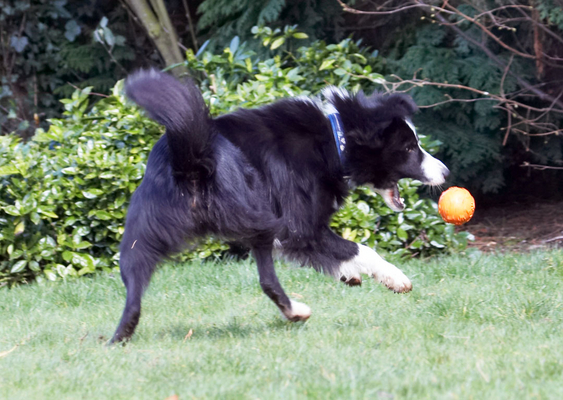 Boy, I'm good at this
Mots-clés: Animal Animals ball Canine Canines Collie Collies Dog Dogs Land Mammal Land Mammals Play Playing Playtime Rex Terrestrial Mammal Terrestrial Mammals