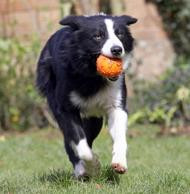 This is my job
Schlüsselwörter: Animal Animals ball Canine Canines Collie Collies Dog Dogs Land Mammal Land Mammals Play Playing Playtime Rex Terrestrial Mammal Terrestrial Mammals