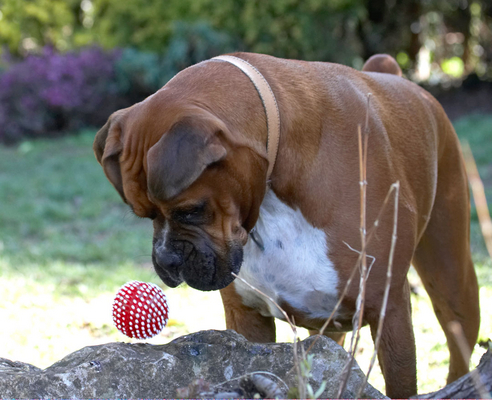 How'd it do that????????
Palabras clave: Animal Animals ball Boxer Boxers Canine Canines Dog Dogs Land Mammal Land Mammals Nog Play Playing Playtime Terrestrial Mammal Terrestrial Mammals