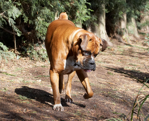 I can see ..............
Keywords: Animal Animals Boxer Boxers Canine Canines Dog Dogs Land Mammal Land Mammals Nog Play Playing playtime Terrestrial Mammal Terrestrial Mammals