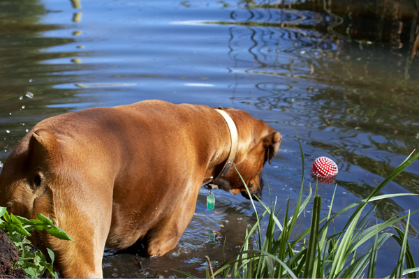 .......... the ball ................
Keywords: Animal Animals Ball Boxer Boxers Canine Canines Dog Dogs Land Mammal Land Mammals Nog Play Playing Playtime Terrestrial Mammal Terrestrial Mammals water