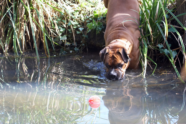 ......... but how do I get it?
Keywords: Animal Animals Ball Boxer Boxers Canine Canines Dog Dogs Land Mammal Land Mammals Nog Play Playing Playtime Terrestrial Mammal Terrestrial Mammals water