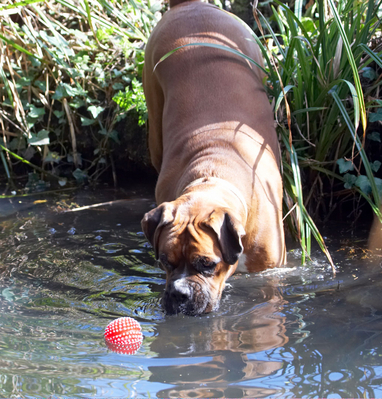 Getting closer
Keywords: Animal Animals Ball Boxer Boxers Canine Canines Dog Dogs Land Mammal Land Mammals Nog Play Playing Playtime Terrestrial Mammal Terrestrial Mammals water