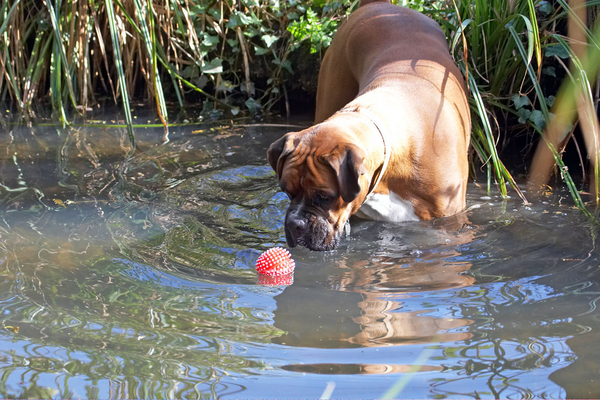 OK, focus ...........
Klíčová slova: Animal Animals Ball Boxer Boxers Canine Canines Dog Dogs Land Mammal Land Mammals Nog Play Playing Playtime Terrestrial Mammal Terrestrial Mammals water