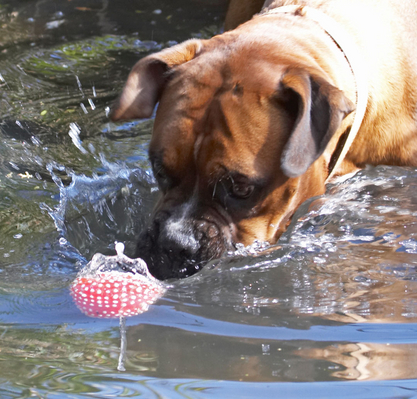 ........... darn it, missed
Keywords: Animal Animals Ball Boxer Boxers Canine Canines Dog Dogs Land Mammal Land Mammals Nog Play Playing Playtime Terrestrial Mammal Terrestrial Mammals water