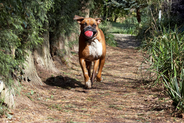Hey, look, I gottit
Ključne besede: Animal Animals Ball Boxer Boxers Canine Canines Dog Dogs Land Mammal Land Mammals Nog Play Playing Playtime Run running Terrestrial Mammal Terrestrial Mammals