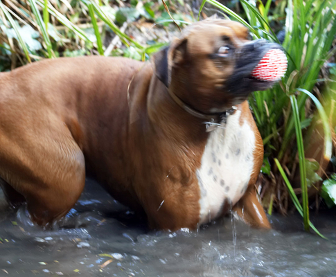 ....... success!!!!!!!
Ključne besede: Animal Animals Ball Boxer Boxers Canine Canines Dog Dogs Land Mammal Land Mammals Nog Play Playing Playtime Terrestrial Mammal Terrestrial Mammals water