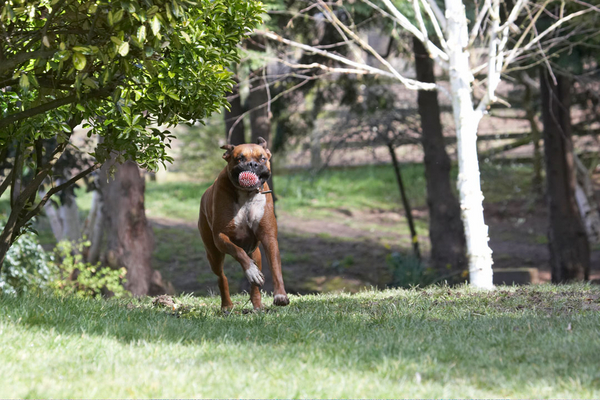 Keep on ..............
Ključne besede: Animal Animals ball Boxer Boxers Canine Canines Dog Dogs Land Mammal Land Mammals Nog Play Playing Playtime Terrestrial Mammal Terrestrial Mammals