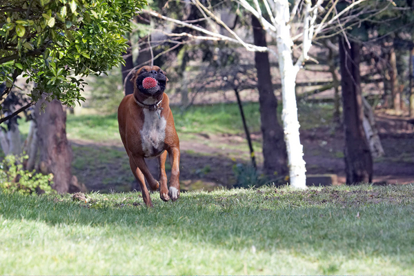 ......... running
Keywords: Animal Animals Ball Boxer Boxers Canine Canines Dog Dogs Land Mammal Land Mammals Nog Play Playing Playtime Run running Terrestrial Mammal Terrestrial Mammals