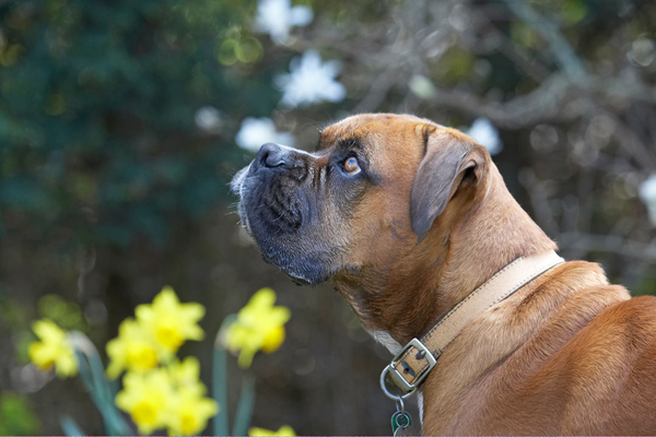 Is that for me .........
Ключови думи: Canine Land Mammals Land Mammal Flowers Flower Flora Dogs Dog Daffodils Canines Animal Animals Boxer Boxers Nog Play Playing Playtime Terrestrial Mammal Terrestrial Mammals
