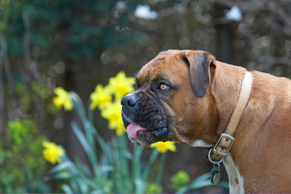 Yes, I am ..........
Keywords: Canine Flower flowers Land Mammal Land Mammals Nog Peanut Play Playing Playtime Terrestrial Mammal Terrestrial Mammals Animal Animals Boxer Boxers Butter Tongue Canines Daffodils Dog Dogs Flora