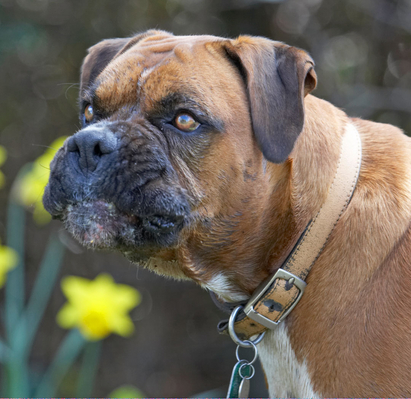Is there more  ................
Keywords: Animal Animals Boxer Boxers butter Canine Canines Dog Dogs Land Mammal Land Mammals Nog Peanut Play Playing Playtime Terrestrial Mammal Terrestrial Mammals