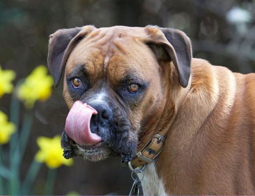 ........ yesssssss
Palabras clave: Animal Animals Boxer Boxers butter Canine Canines Dog Dogs Land Mammal Land Mammals Nog Peanut Play Playing Playtime Terrestrial Mammal Terrestrial Mammals Tongue