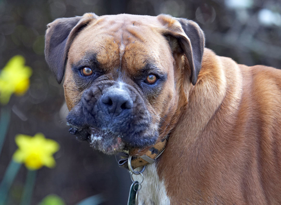 Mmmmmmmmmmm
Keywords: Animal Animals Boxer Boxers Canine Canines Dog Dogs Land Mammal Land Mammals Nog peanut butter Play Playing Playtime Terrestrial Mammal Terrestrial Mammals