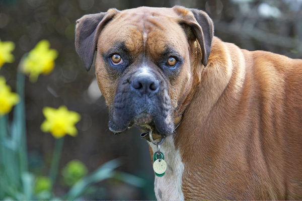 I AM enjoying this!!
Λέξεις-κλειδιά: Animal Animals Boxer Boxers Butter Canine Canines Dog Dogs Land Mammal Land Mammals Nog Peanut Play Playing Playtime Terrestrial Mammal Terrestrial Mammals
