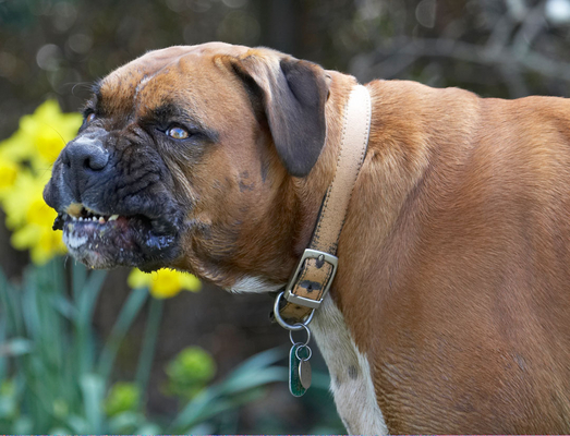 This is work
Keywords: Animal Animals Boxer Boxers butter Canine Canines Dog Dogs Land Mammal Land Mammals Nog Peanut Play Playing Playtime Terrestrial Mammal Terrestrial Mammals