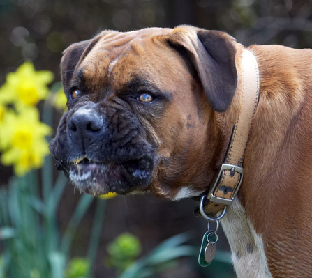 Isn't this the gurning competition?!
Palabras clave: Animal Animals Boxer Boxers butter Canine Canines Dog Dogs Land Mammal Land Mammals Nog Peanut Play Playing Playtime Terrestrial Mammal Terrestrial Mammals