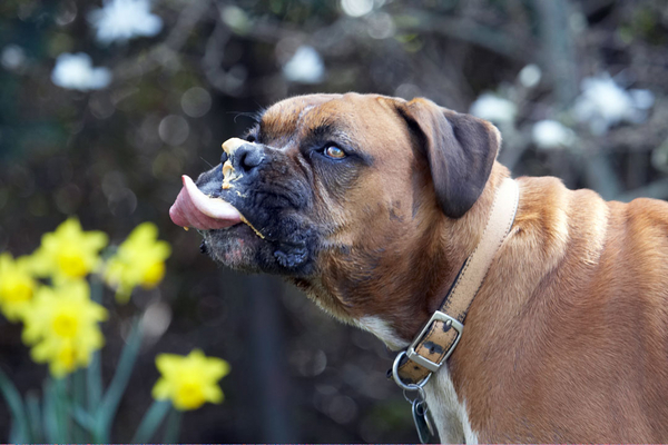 Gotta get it all
Λέξεις-κλειδιά: Animal Animals Boxer Boxers butter Canine Canines Dog Dogs Land Mammal Land Mammals Nog Peanut Play Playing Playtime Terrestrial Mammal Terrestrial Mammals Tongue
