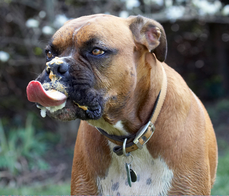 Gotta get that last bit ...........
Anahtar kelimeler: Animal Animals Boxer Boxers Butter Canine Canines Dog Dogs Land Mammal Land Mammals Nog Peanut Play Playing Playtime Terrestrial Mammal Terrestrial Mammals tongue