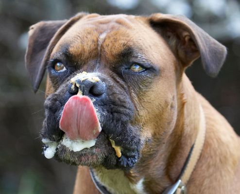 ......... here I go
Palabras Clave: Animal Animals Boxer Boxers Butter Canine Canines Dog Dogs Land Mammal Land Mammals Nog Peanut Play Playing Playtime Terrestrial Mammal Terrestrial Mammals tongue